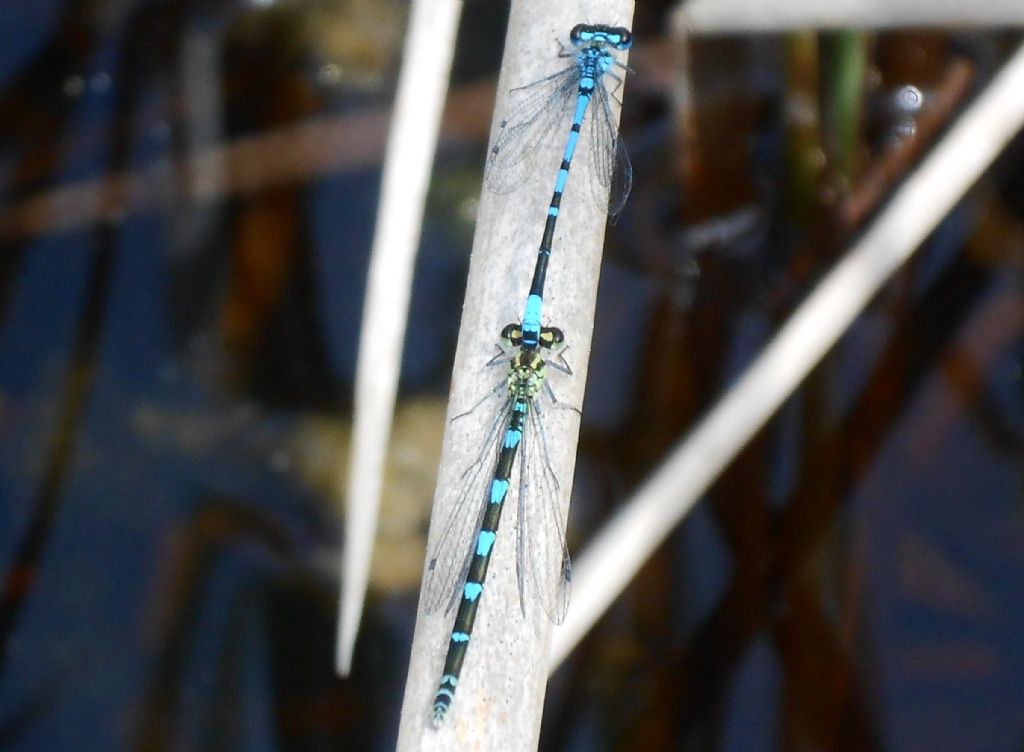 Coenagrion pulchellum? no, C. scitulum